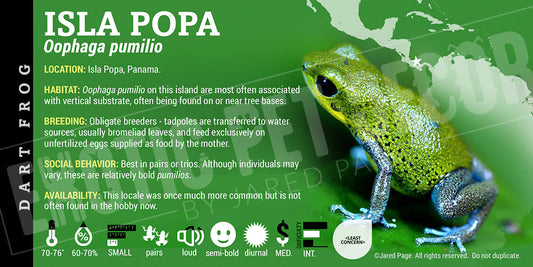 Oophaga pumilio 'Isla Popa' Dart Frog Label