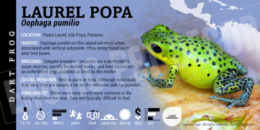 Oophaga pumilio 'Laurel Popa' Dart Frog Label