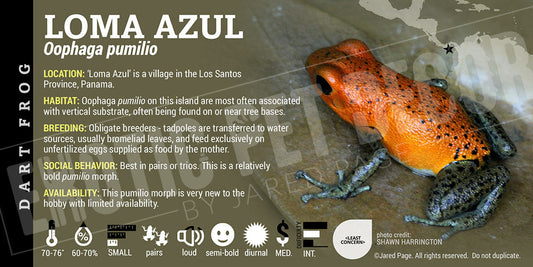 Oophaga pumilio 'Loma Azul' Dart Frog Label