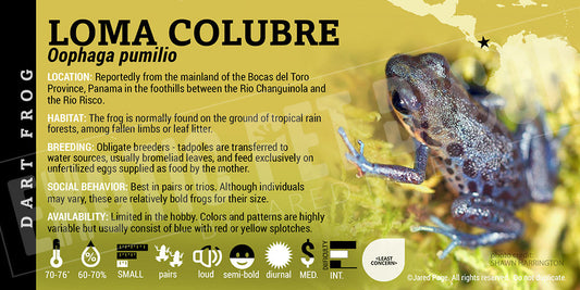 Oophaga pumilio 'Loma Colubre' Dart Frog Label