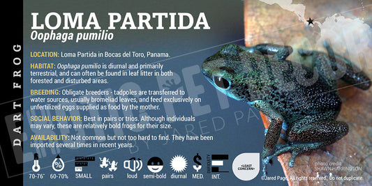 Oophaga pumilio 'Loma Partida' Dart Frog Label