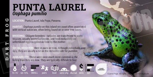 Oophaga pumilio 'Punta Laurel' Dart Frog Label