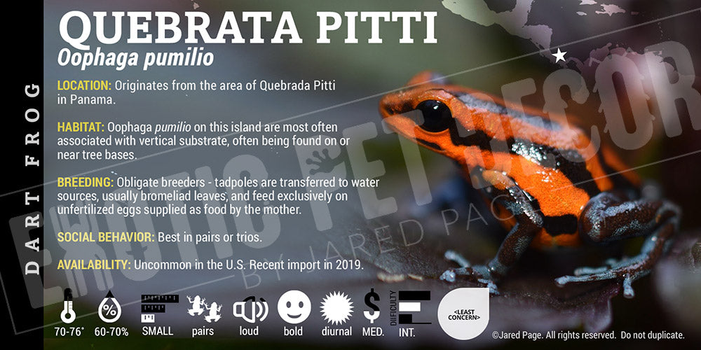 Oophaga pumilio 'Quebrata Pitti' Dart Frog Label