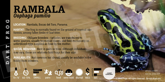 Oophaga pumilio 'Rambala' Dart Frog Label