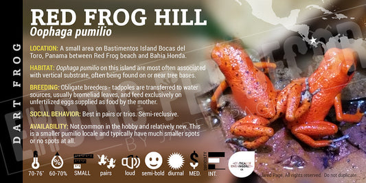 Oophaga pumilio 'Red Frog Hill'