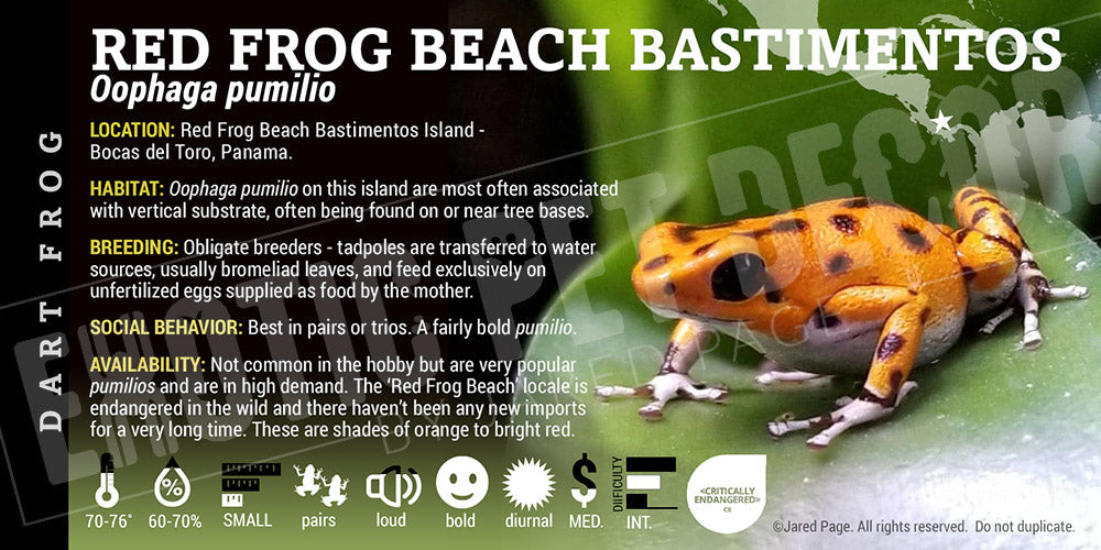 Oophaga pumilio 'Red Frog Beach Bastimentos'