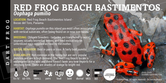 Oophaga pumilio 'Red Frog Beach Bastimentos'