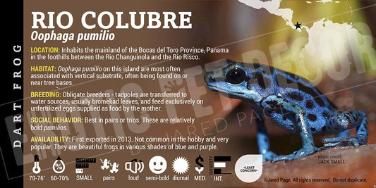 Oophaga pumilio 'Rio Colubre' Dart Frog Label