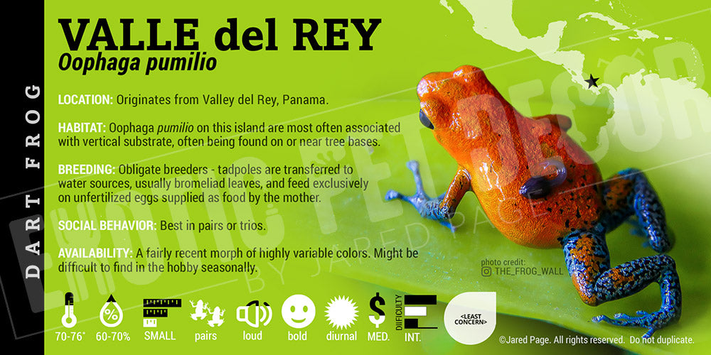 Oophaga pumilio 'Valle Del Rey' Dart Frog Label