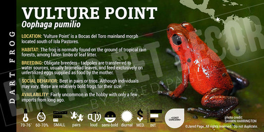 Oophaga pumilio 'Vulture Point' Dart Frog Label