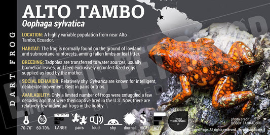 Oophaga sylvatica 'Alto Tambo' Dart Frog Label