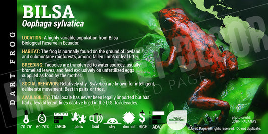 Oophaga sylvatica 'Bilsa' Dart Frog Label