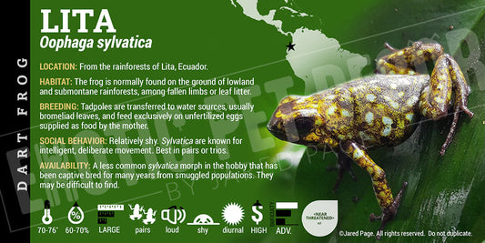 Oophaga sylvatica 'Lita' Dart Frog Label