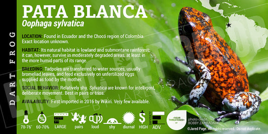 Oophaga sylvatica 'Pata Blanca' Dart Frog Label