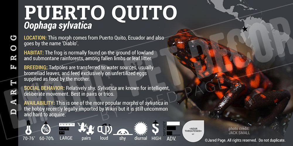 Oophaga sylvatica 'Puerto Quito' Dart Frog Label