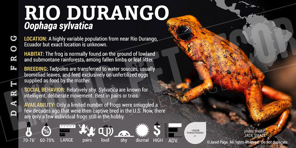 Oophaga sylvatica 'Rio Durango' Dart Frog Label