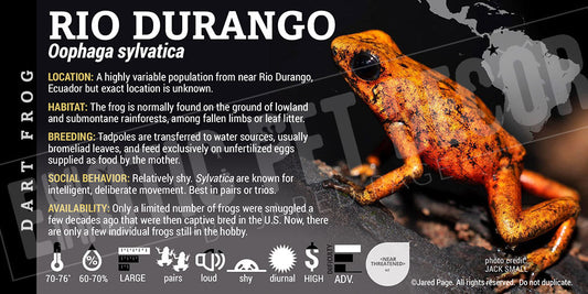 Oophaga sylvatica 'Rio Durango' Dart Frog Label