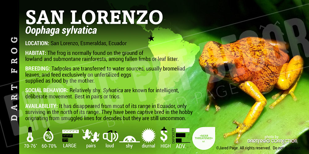 Oophaga sylvatica 'San Lorenzo' Dart Frog Label