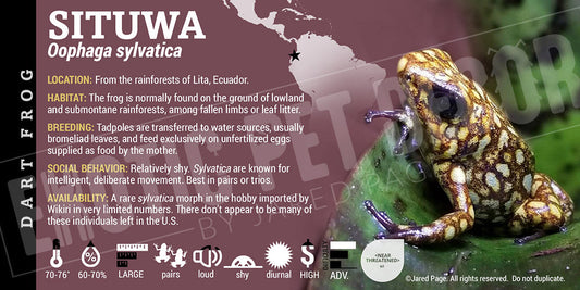 Oophaga sylvatica 'Situwa' Dart Frog Label