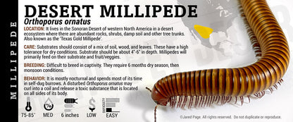 Orthoporus ornatus 'Sonoran Desert' Millipede