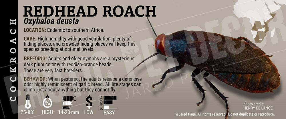 Pickled Cockroach Label Oxyhaloa deusta 'Redhead' Roach Cards and Enclosure Labels – Exotic Pet ...