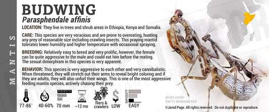 Parasphendale affinis 'Budwing' Mantis