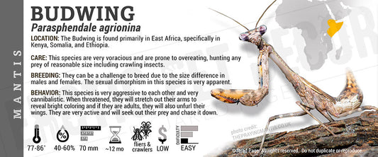 Parasphendale agrionina 'Budwing' Mantis