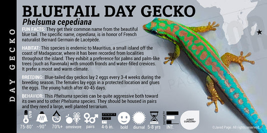 Phelsuma cepediana 'Bluetail Day' Gecko