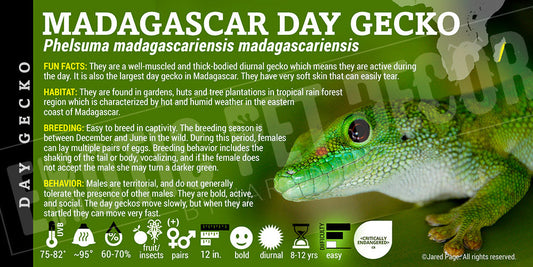Phelsuma madagascariensis 'Madagascar Day' Gecko