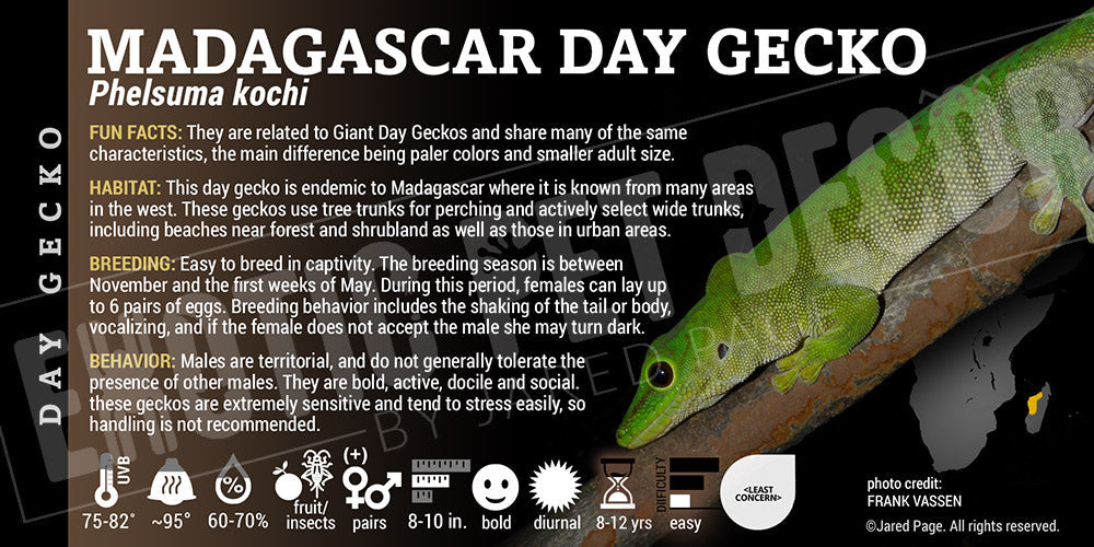 Phelsuma kochi 'Madagascar Day' Gecko