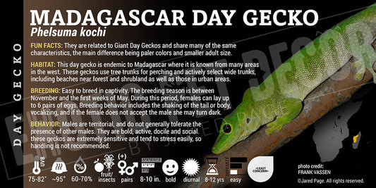 Phelsuma kochi 'Madagascar Day' Gecko