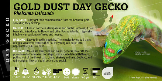 Phelsuma laticauda 'Gold Dust Day' Gecko
