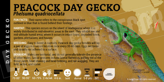 Phelsuma quadriocellata 'Peacock Day' Gecko