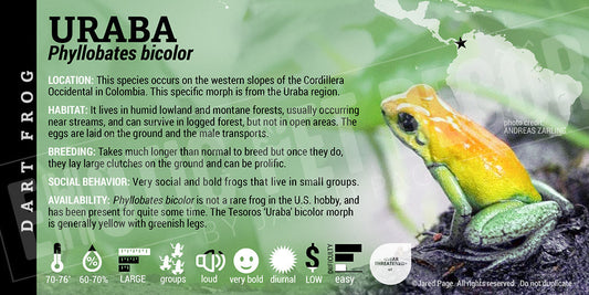 Phyllobates bicolor 'Uruba' Dart Frog Label