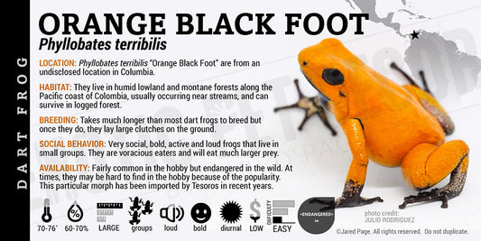 Phyllobates terribilis 'Orange Blackfoot' Dart Frog Label