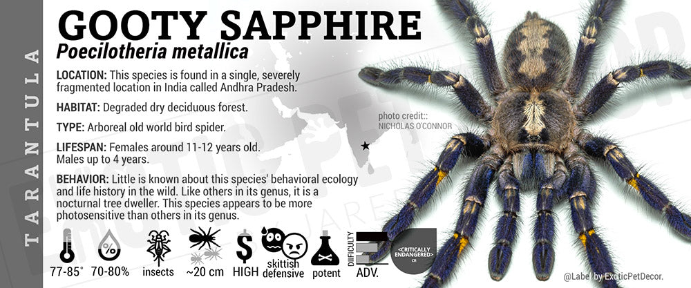 Poecilotheria metallica 'Gooty Sapphire' Tarantula