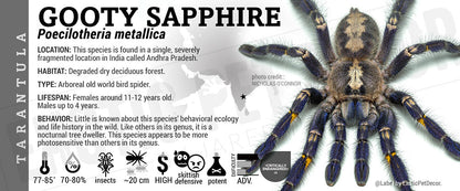 Poecilotheria metallica 'Gooty Sapphire' Tarantula