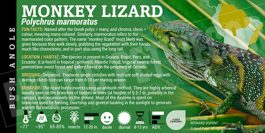 Polychrus marmoratus 'Monkey' Lizard