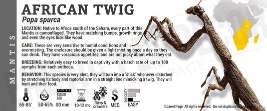 Popa spurca 'African Twig' Mantis