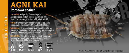 Porcellio scaber 'Agni Kai' isopod label