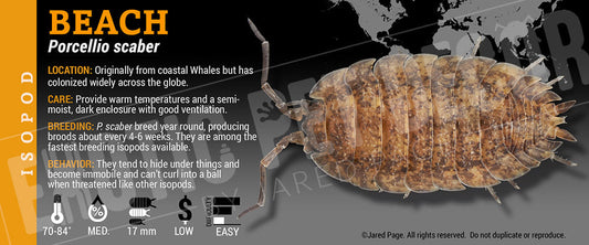 Porcellio scaber 'Beach' isopod label