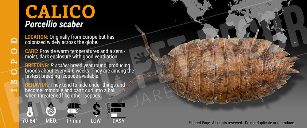 Porcellio scaber 'Calico' isopod