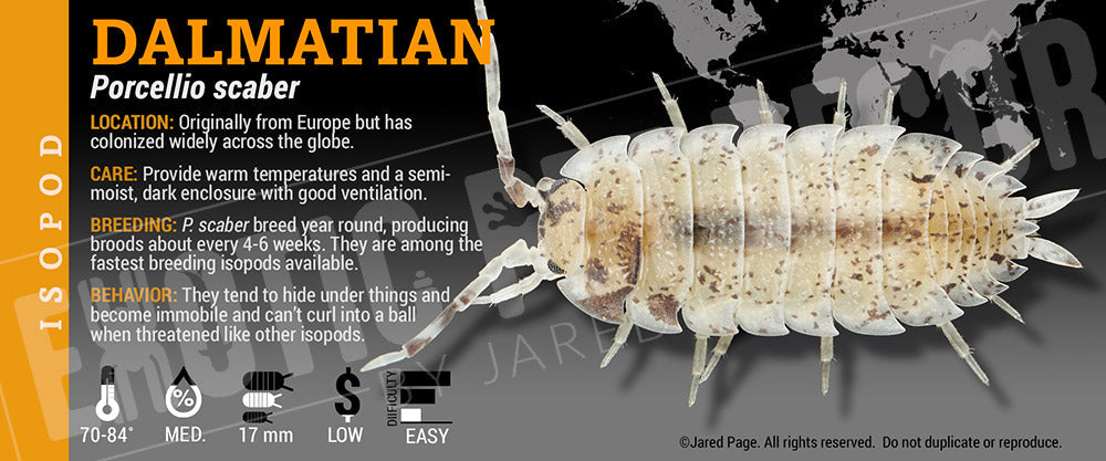 Porcellio scaber 'Dalmatian' isopod label