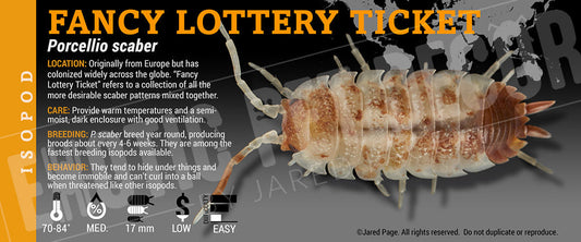 Porcellio scaber 'Fancy Lottery' isopod label