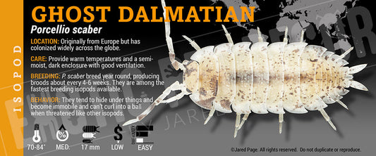 Porcellio scaber 'Ghost Dalmatian' isopod label