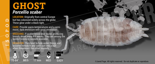 Porcellio scaber 'Ghost' isopod label