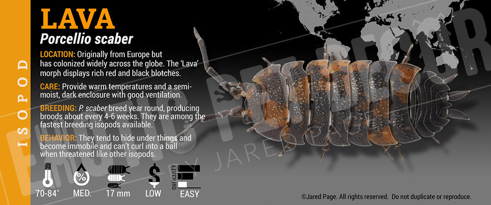 Porcellio scaber 'Lava' isopod label