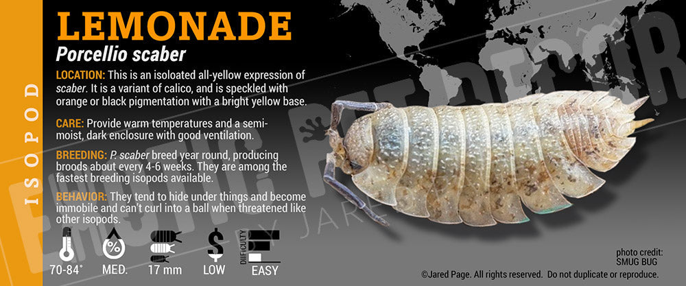 Porcellio scaber 'Lemonade' Isopod Cards and Enclosure Labels – Exotic ...