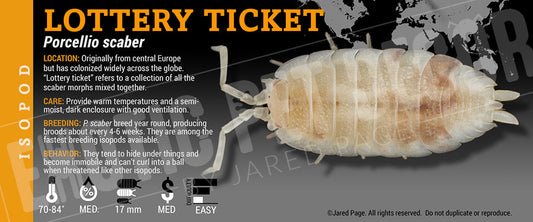 Porcellio scaber 'Lottery' isopod label