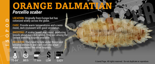 Porcellio scaber 'Orange Dalmatian' isopod label
